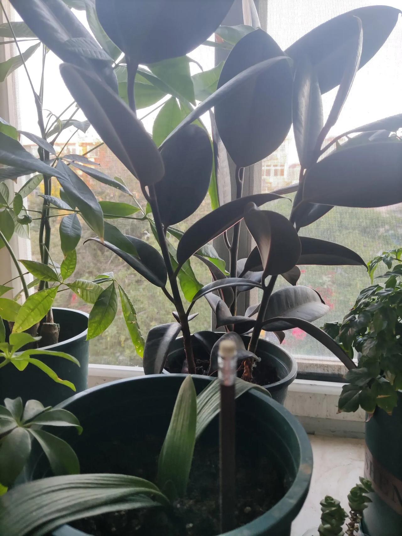 #晒晒我家的花草#这是我春天种的花，刚开始挺小，这是我第一次种花以为会不活，我还