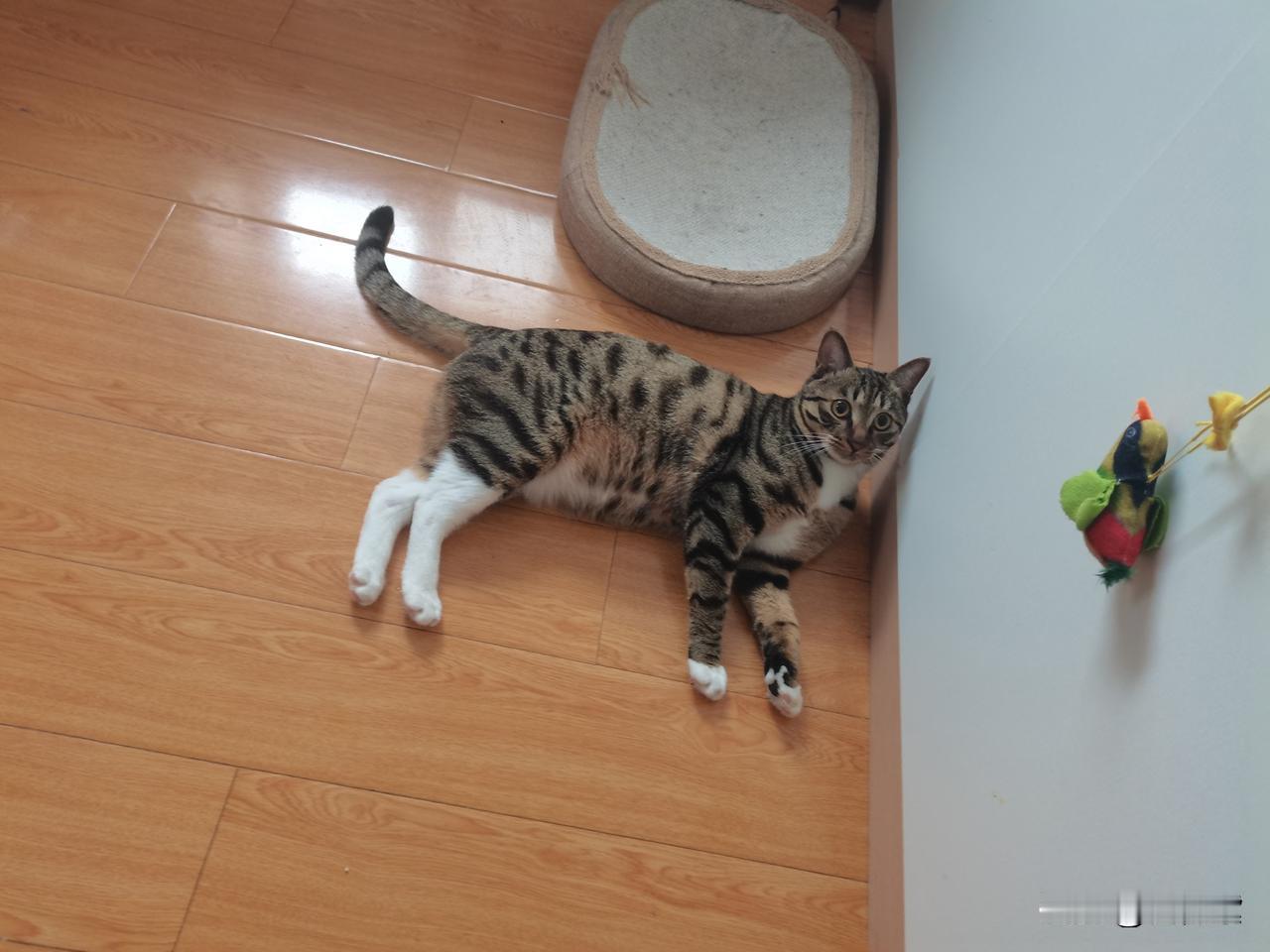 有时候，男人让你抓狂的事情，看起来很小，但是，真的会闹心没完没了。

小狸花猫是