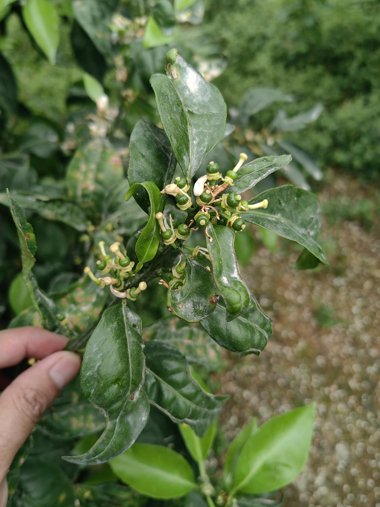 武鸣沃柑四月保果管理方案📅
 
一、核心目标
 
稳果、壮果、防控病虫害，减少