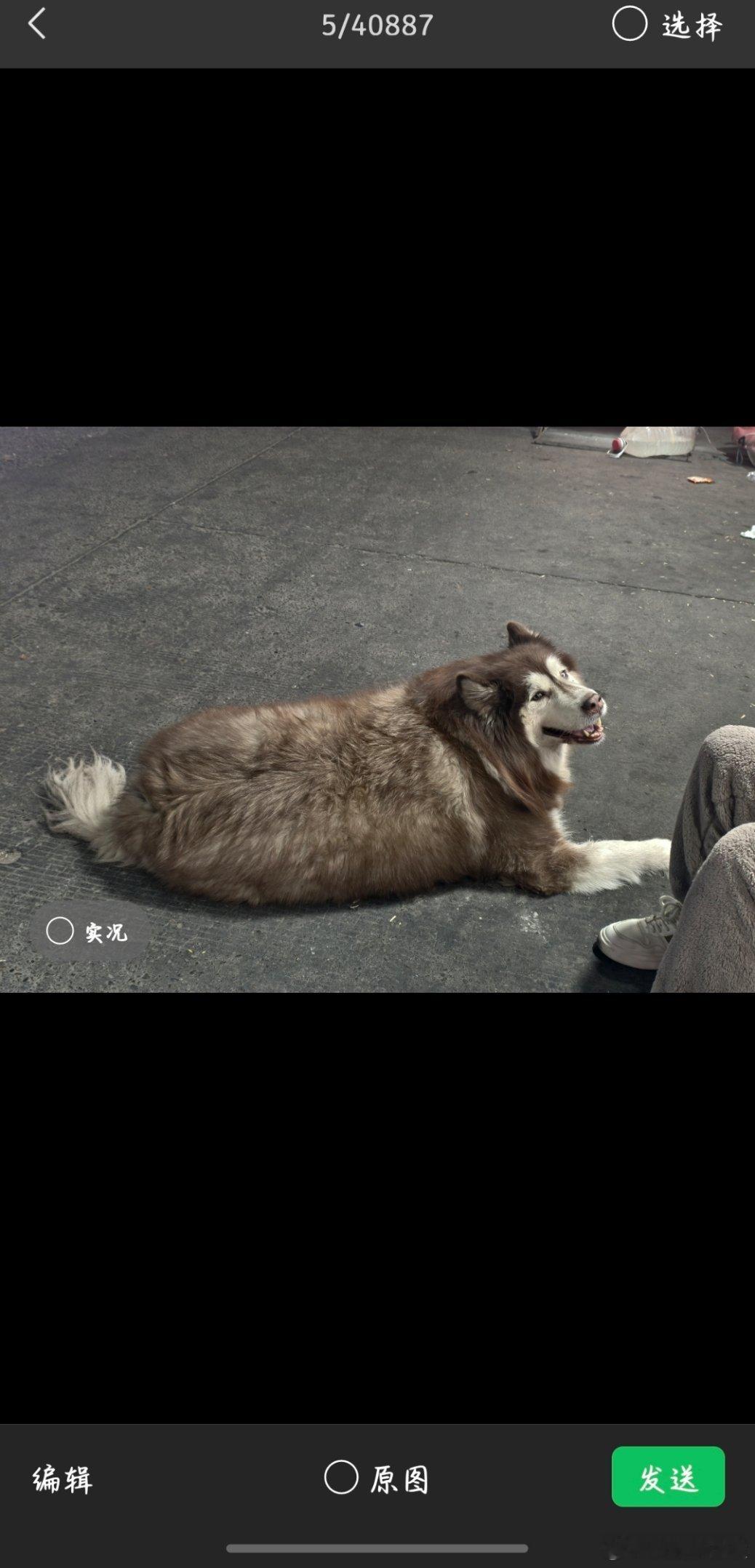 小米澎湃OS微信聊天能发实况图还有谁的微信聊天不能发动图