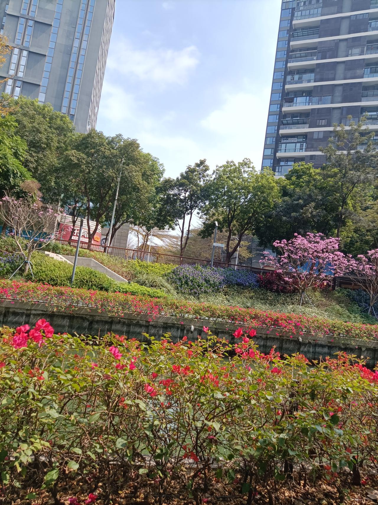 晒一晒相册里的花这个时节出去，在深圳什么地方都有花可拍这是在人行道边上拍到的花花