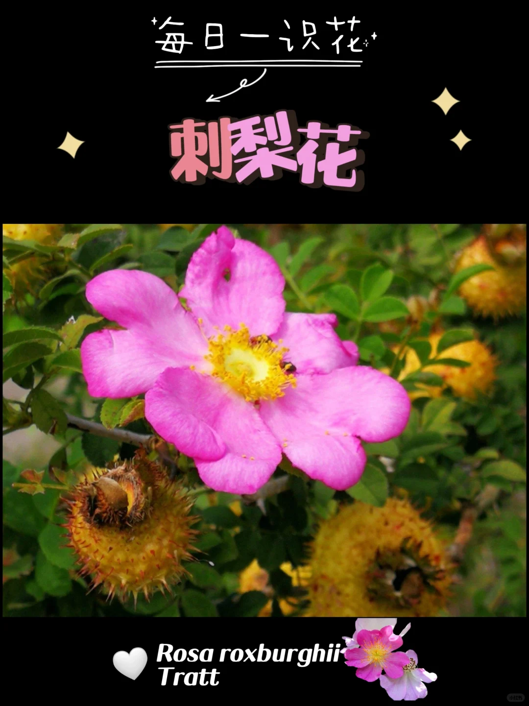 每天认识一种花之【刺梨花】day82