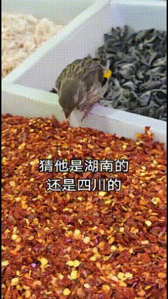 入乡随俗……不怕辣，辣不怕，怕不辣！


贵州是酸辣，四川是麻辣，湖南是硬辣……