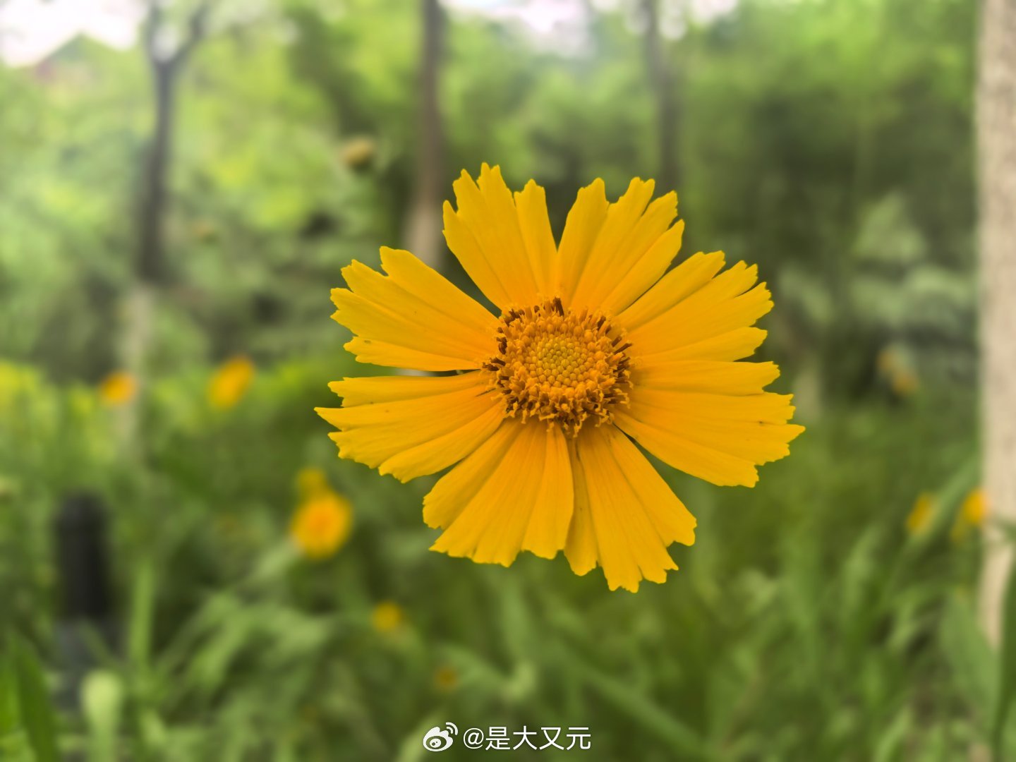 早安！ 