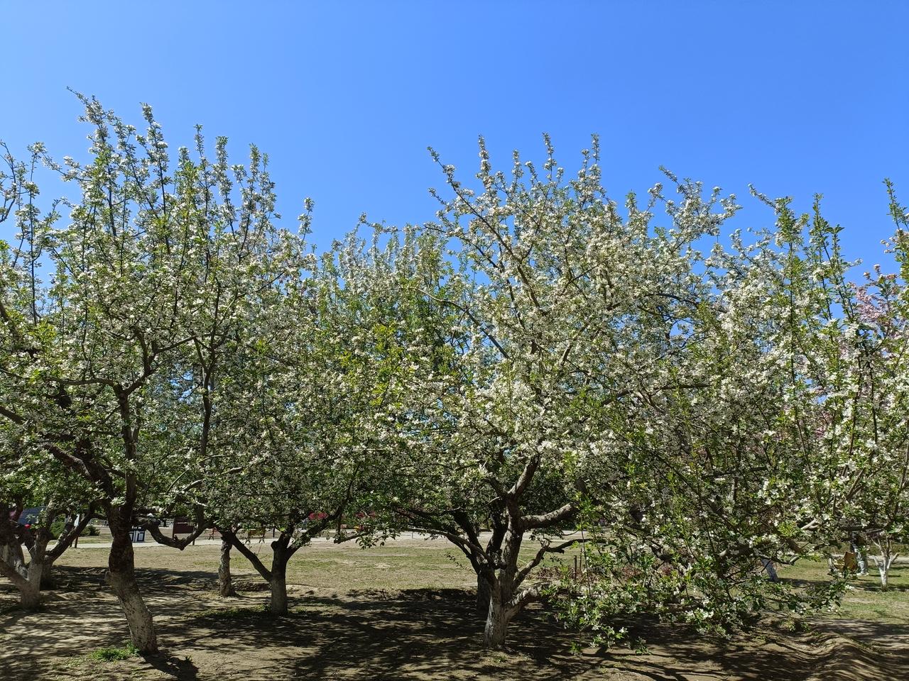 出门踏春啦 出门踏春啦，这简直是一年中最让人期待的事儿！上周末我去了郊外的一片花