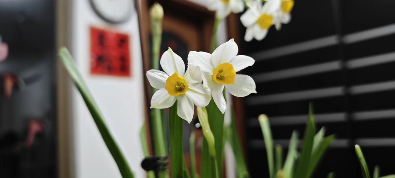 凌波仙子-水仙花，水仙花那淡雅的姿容，宛如仙子下凡一般。它的花朵洁白似雪，花蕊淡