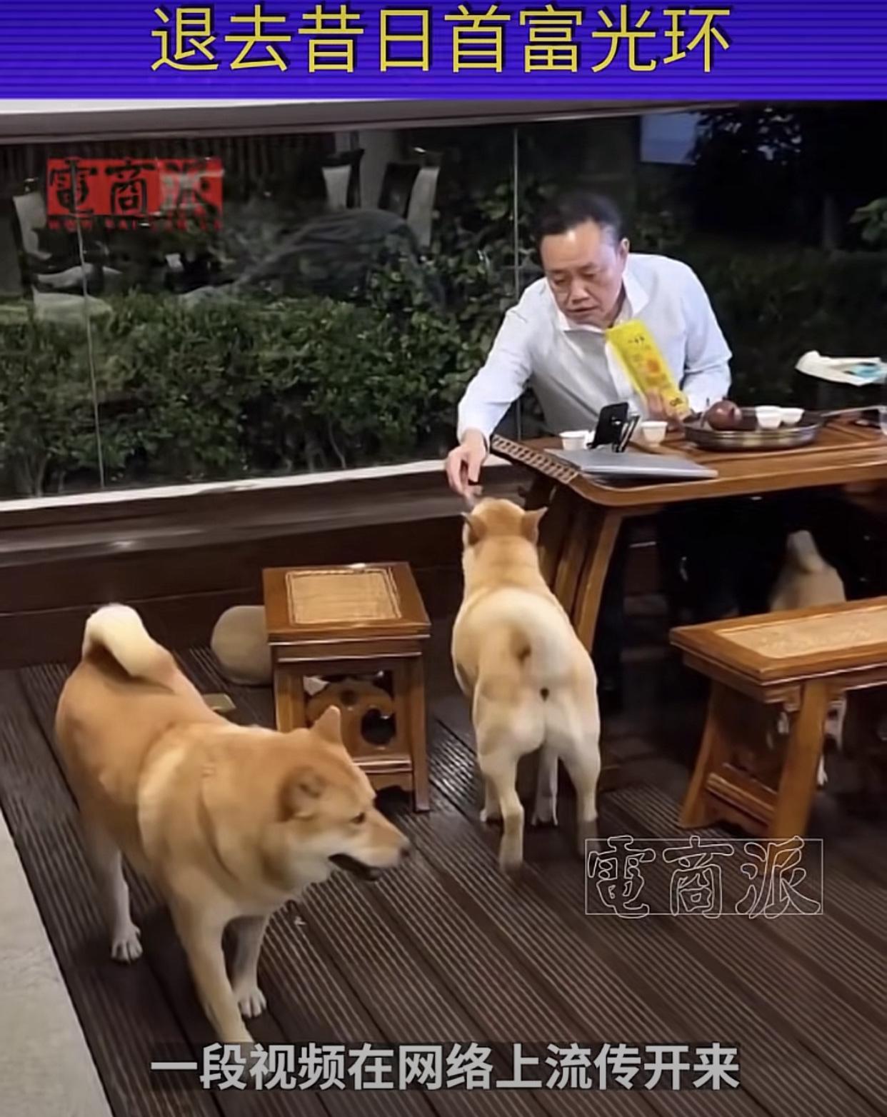 老黄的小日子过得还挺悠闲的，陪着几只中华田园犬玩耍，貌似与世无争。

刚出来那会