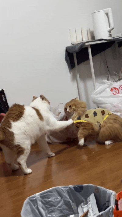 刷到这俩小猫可把我逗坏了。花猫伸爪子薅住橘猫衣裳不撒手，橘猫急得嗷嗷叫唤，像是在
