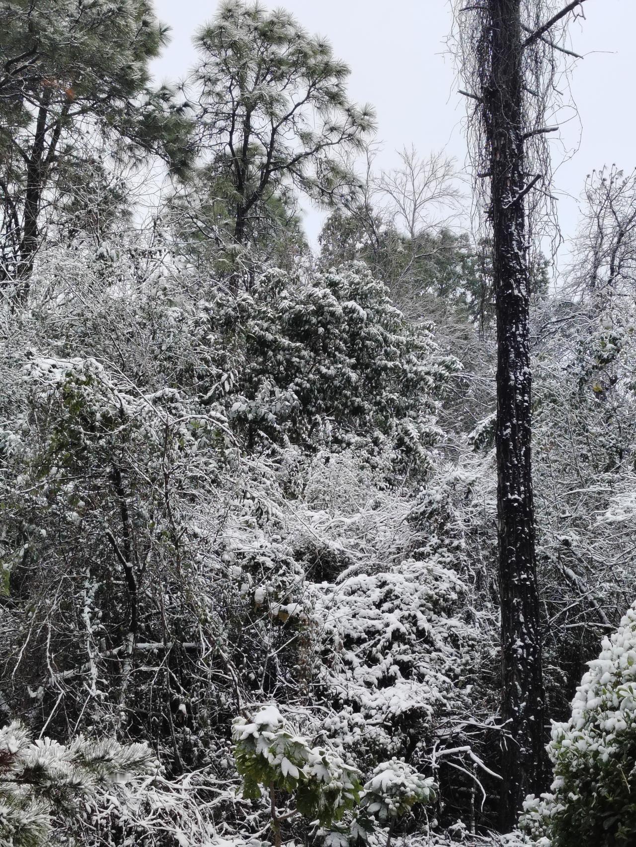 新年-湖北荆门雪景，远处为黑山