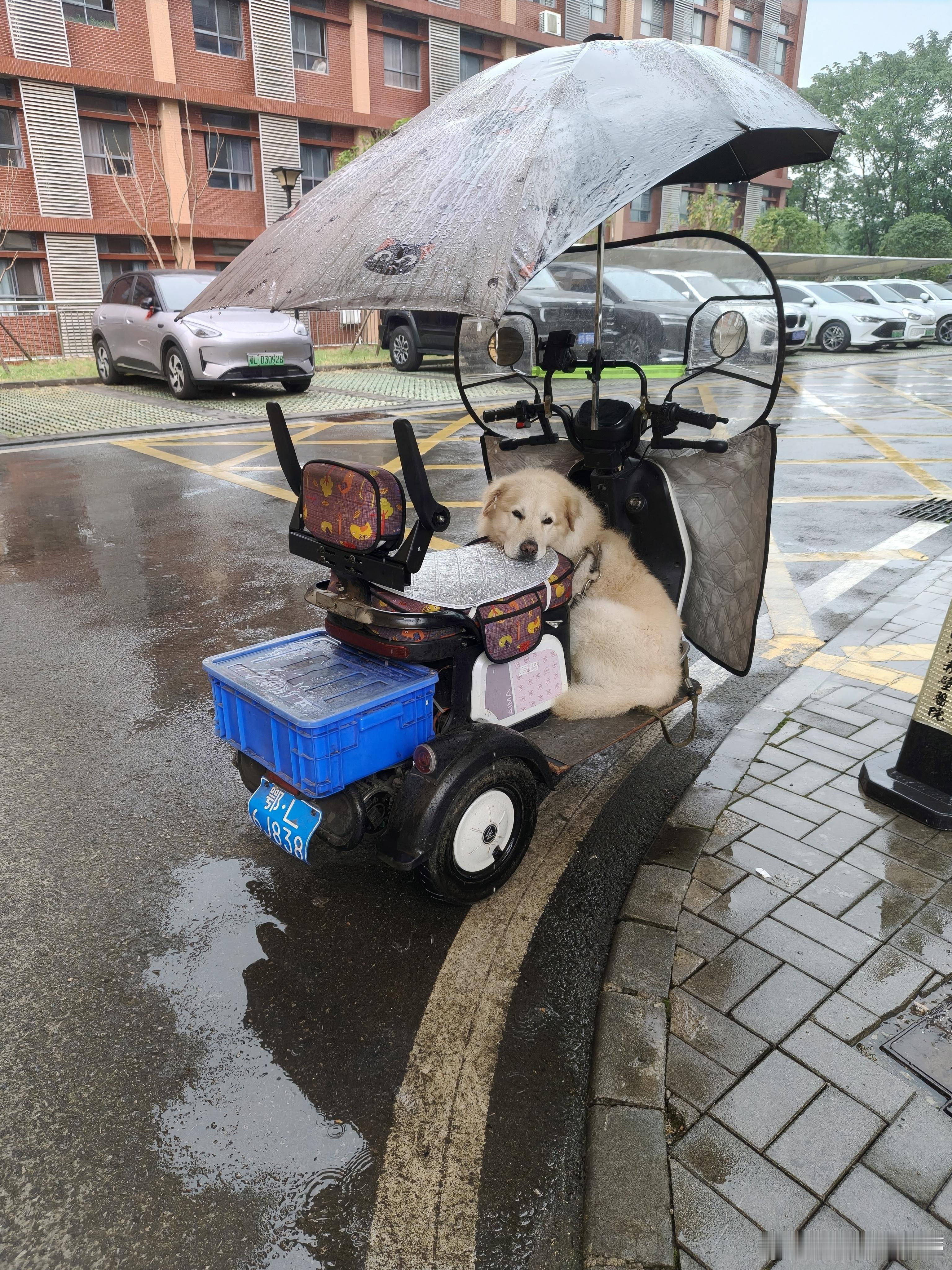哈哈你主人不要你啦 ​​​