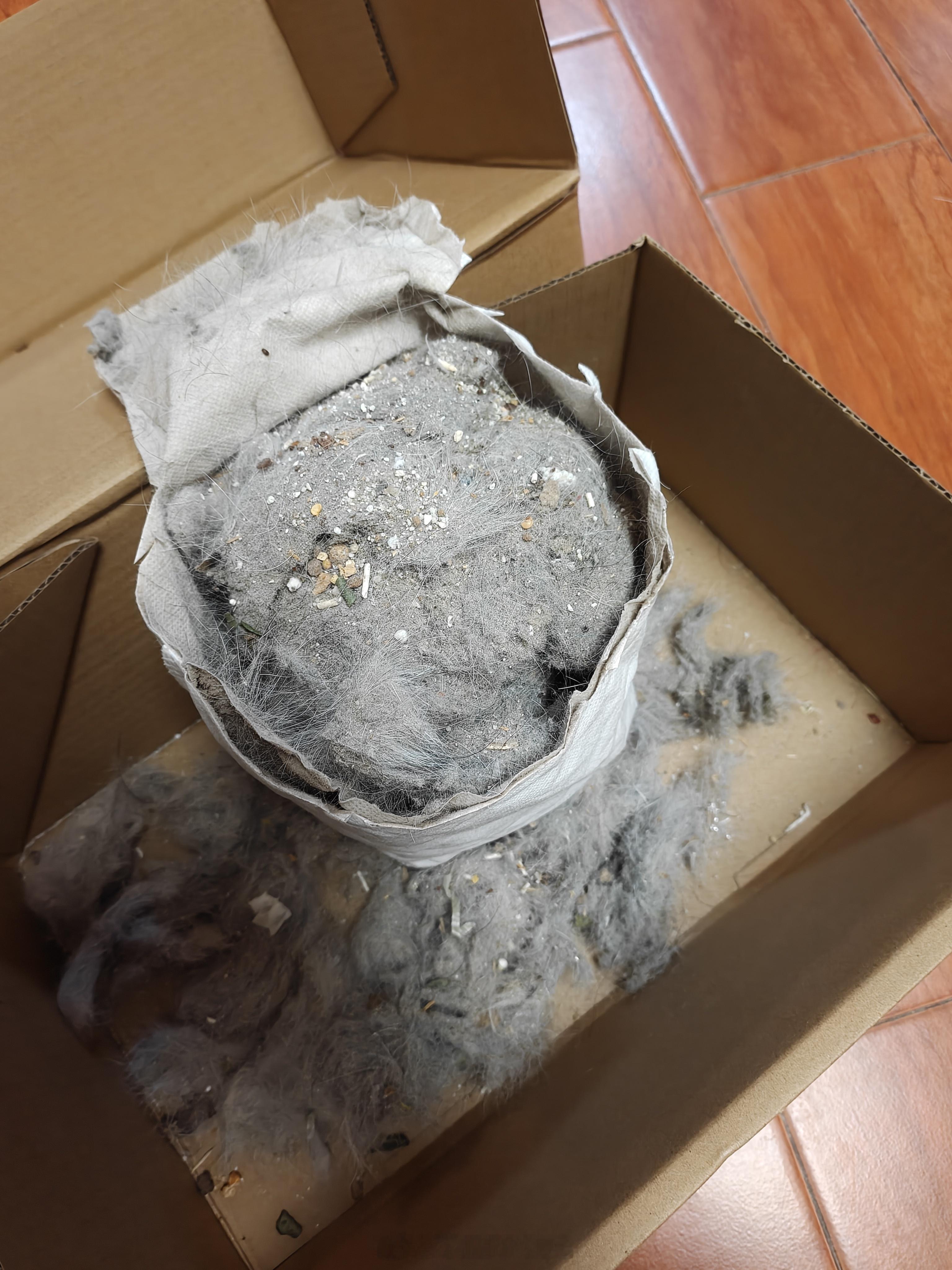 📷我可对你的臭毛没兴趣我就看看你有没有手贱把我的小零件推到地上又恰巧被机器人吸