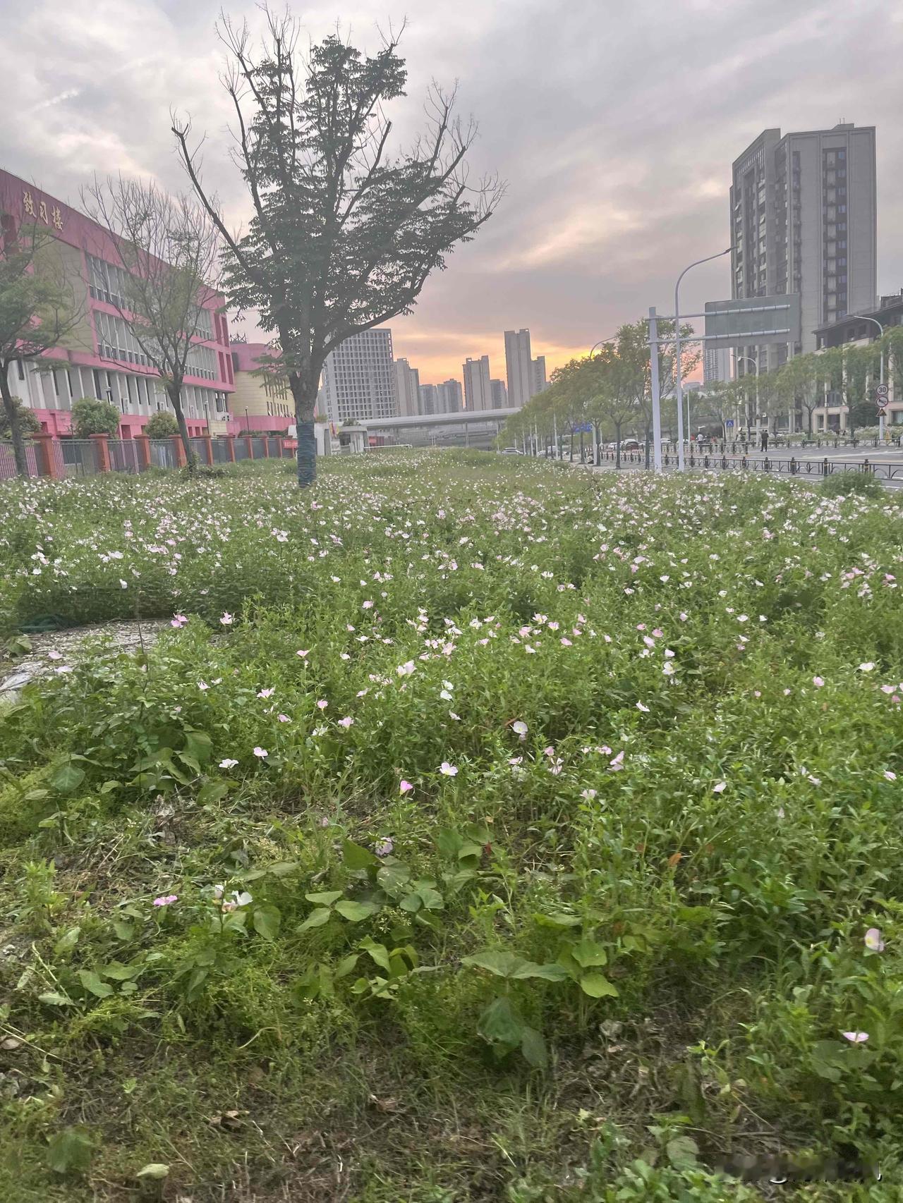 今天在楼下散步，无意中发现了一片美景，没想到家门口藏着这么治愈的风景。

原本只
