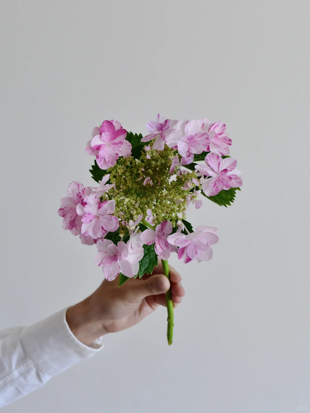 绣球·依纯千织