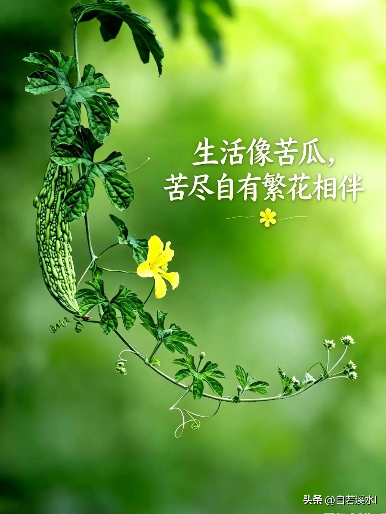 生活慢慢走，美好缓缓来，愿平安相伴，喜乐常在。
