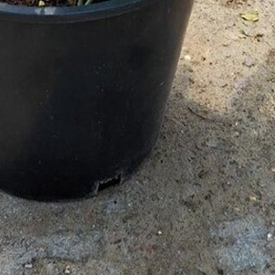 蓝星水龙骨（小众蕨类观叶）种植方法1. 配土：椰糠+珍珠岩+少量腐叶土，透气轻质