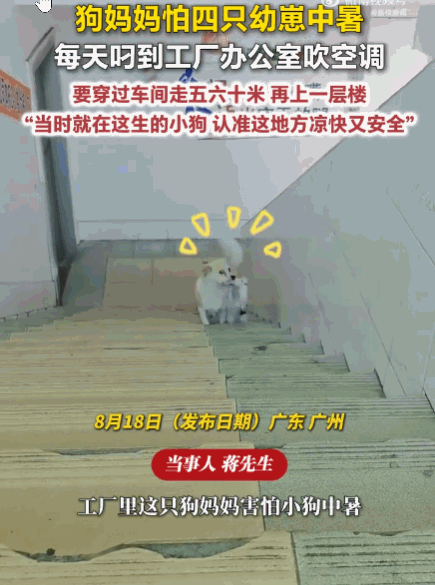 万物皆有灵！广东广州，以南至介绍，狗妈妈怕四只即将满月的幼崽中暑，每天都上演着感