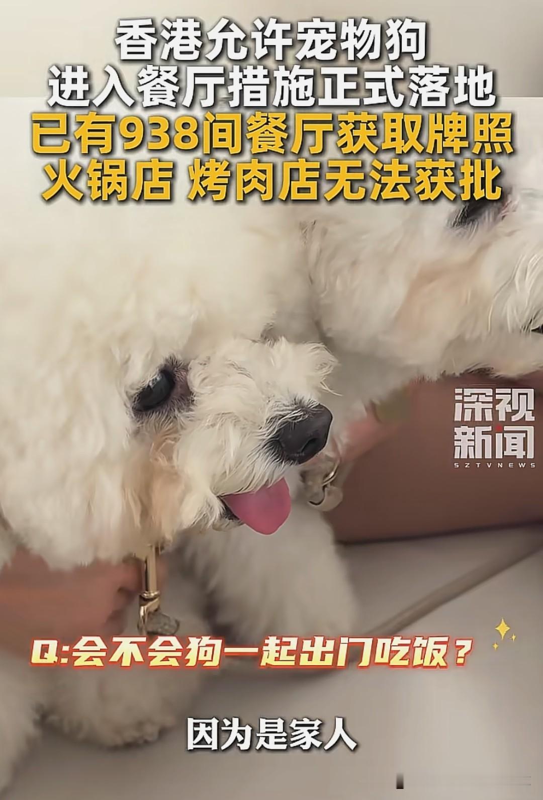 香港近千家餐厅带狗用餐新规落地，内地却还在为宠物进餐厅吵翻了天。同样是“宠物友好