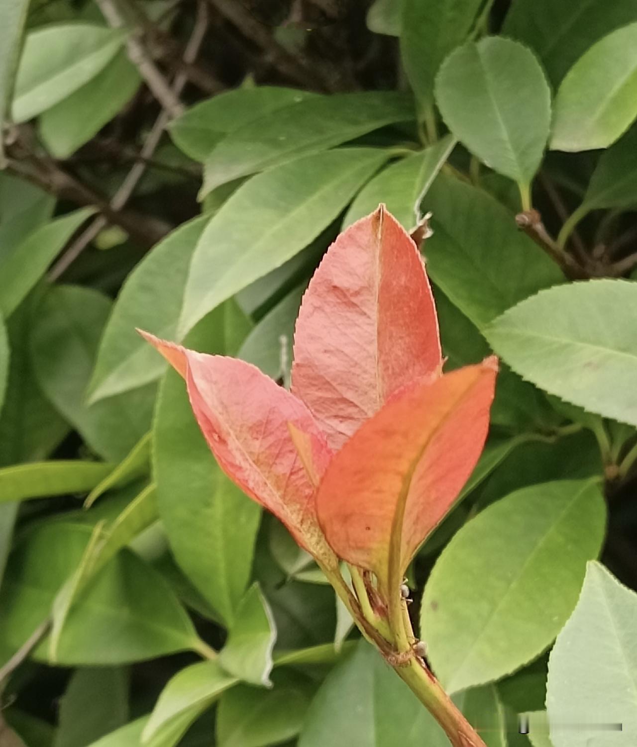 一树青绿，一叶赤红，无花亦有动人光彩🍂
（拍摄于邢台 2026-8-29）