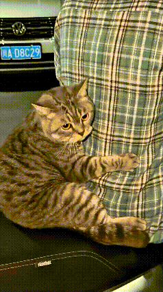 家人们！我跟你们说个稀罕事儿！我出去溜达瞅着个小帅哥，身后直接驮着一只狸花猫！?