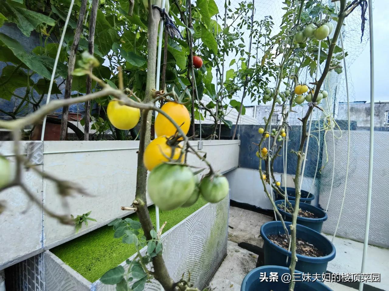 #盆栽小西红柿如何种?#我们每年都在楼顶盆栽小番茄，用种植桶种，锯末沤土种植，生