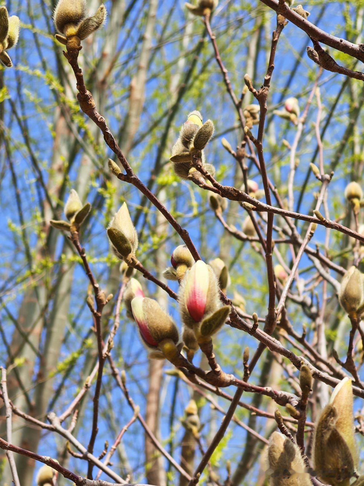 昨天早上，和队友准备出门遛弯。

边穿衣服边聊天。

这几天队友一直在家看中国旅