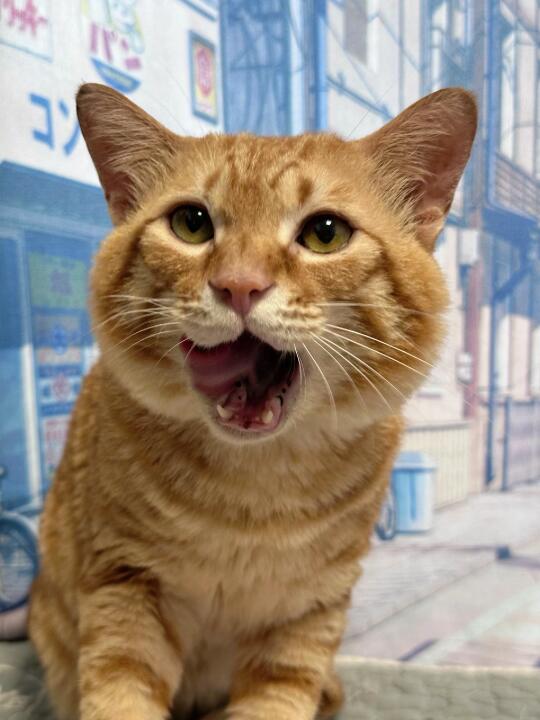 看！橘猫都笑得合不拢嘴了！！