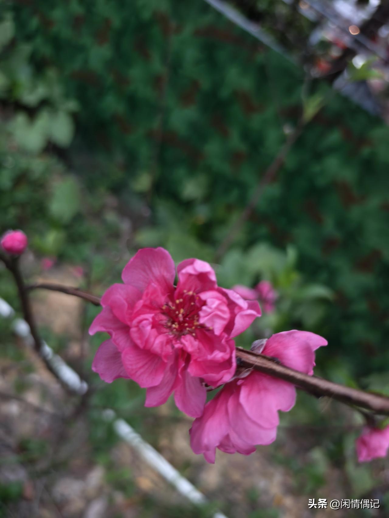 为什么成熟的女人越来越受欢迎
 
真不是我瞎说，现在越来越多人发现，成熟的女人特