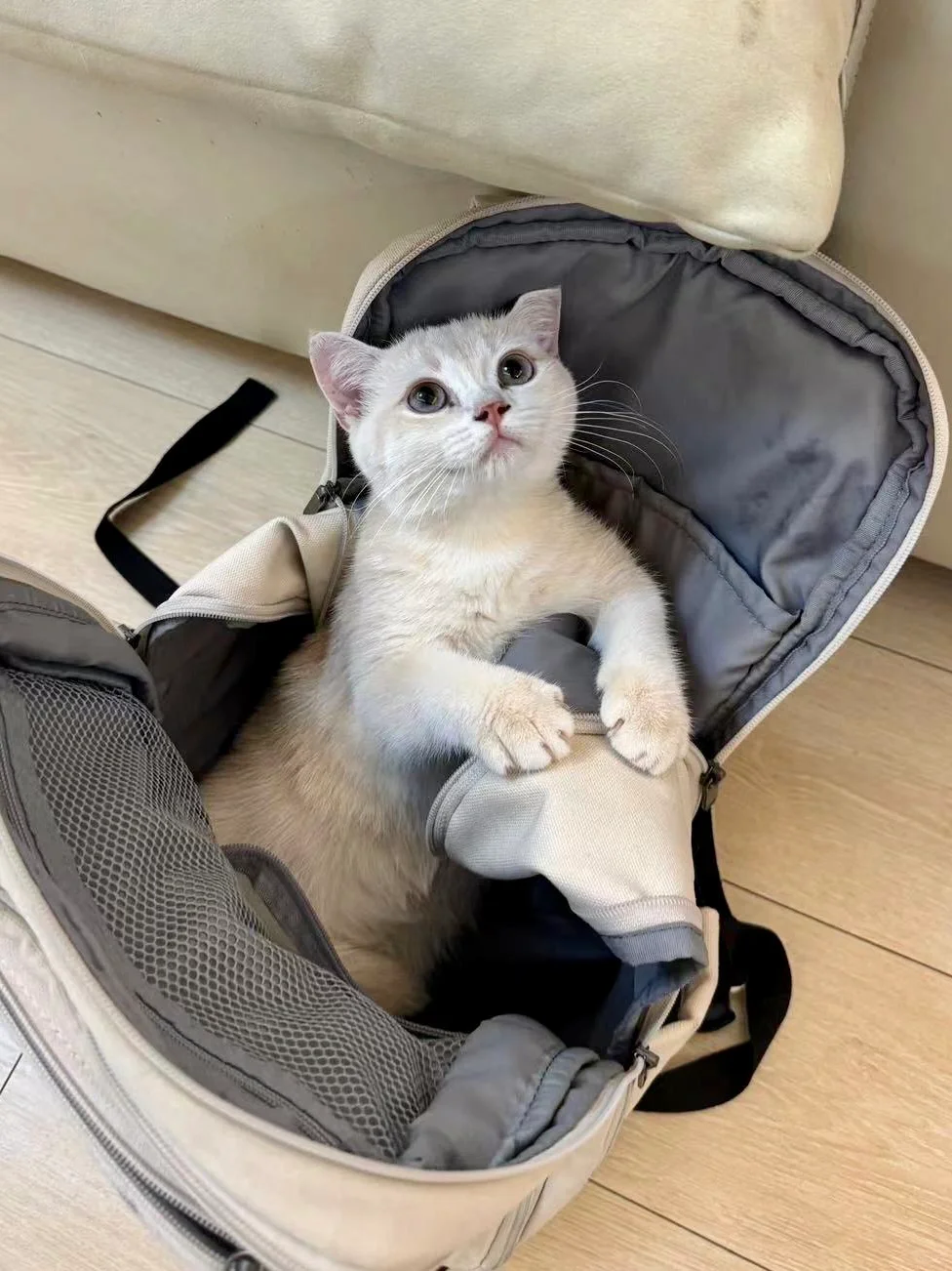 🇭🇰HK買貓💛紫金BB～好得意性格好