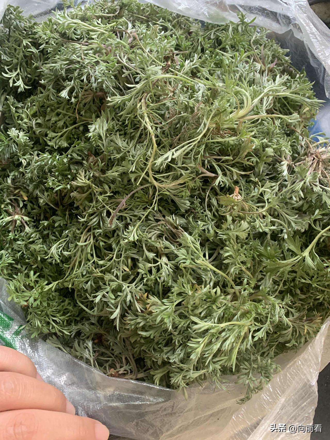 南方人吃过这东西吗？早市上花20块钱买了这么一大袋子“茵陈”。
老一辈人说：“一
