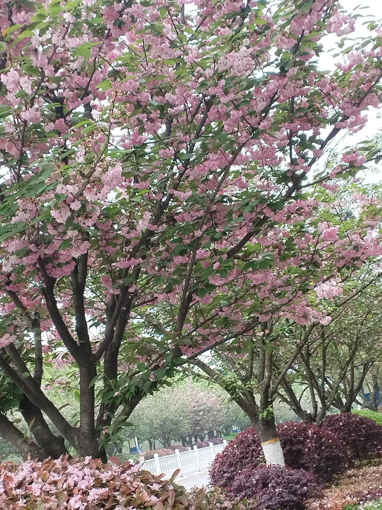 今年春天最想实现的心愿

春天是一年中最充满希望和生机的季节，每当春风拂面，万物