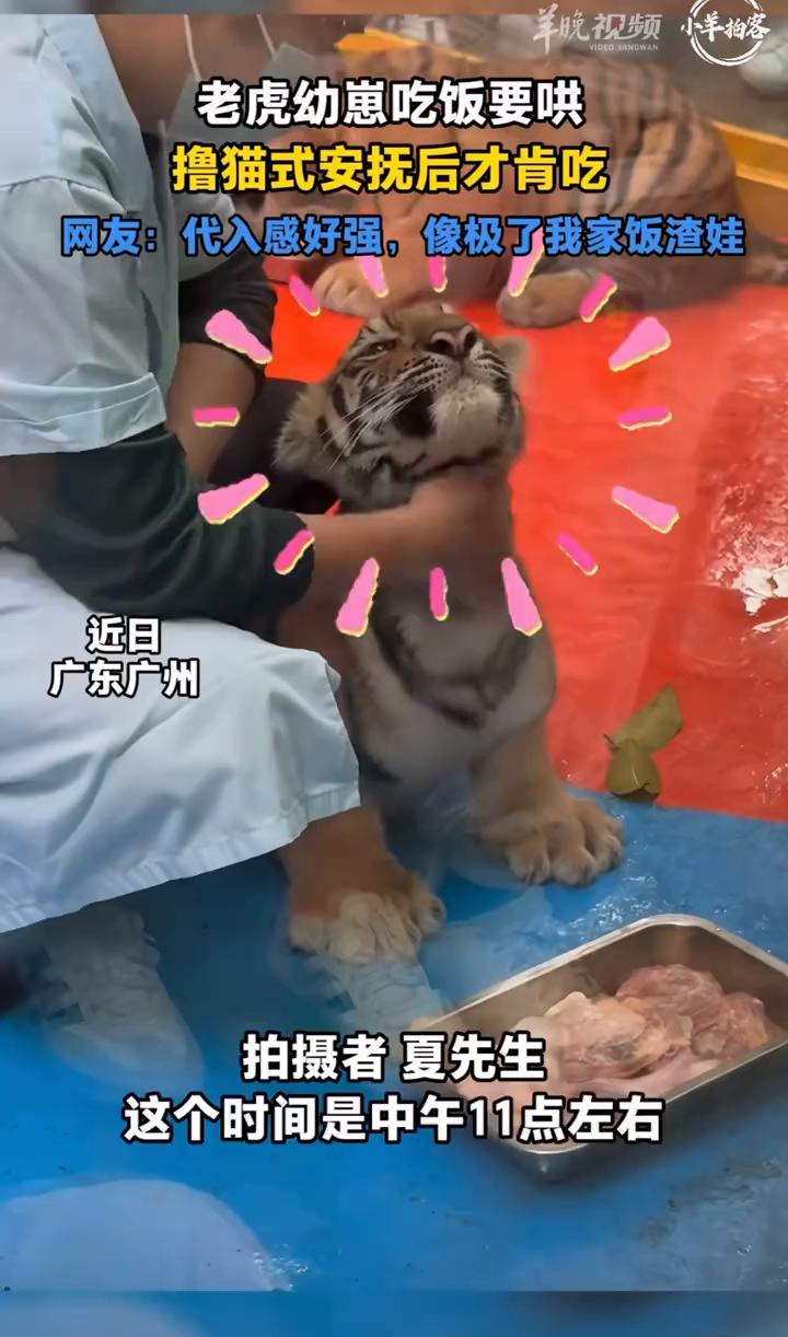 老虎幼崽吃饭要哄，撸猫式安抚后才肯吃。
拍摄者夏先生。
网友：代入感好强，像极了