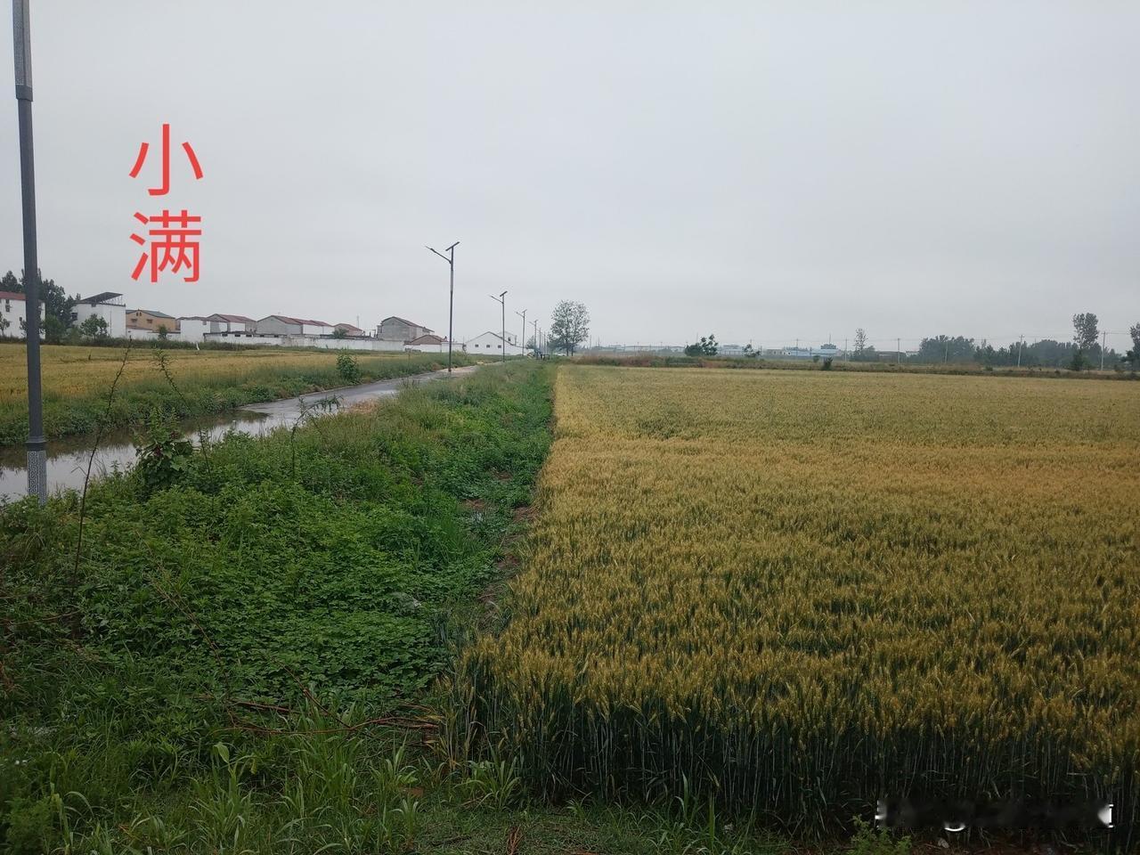 今日小满
热不热，看小满
小满是夏季的第二个节气
小得盈满
江河未满，籽粒尚满，