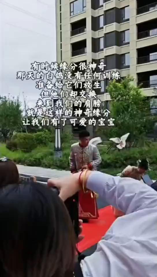 有时候缘分很神奇，那天的白鸽没有任何训练，准备给它们放生，但它们却交换来到我们的