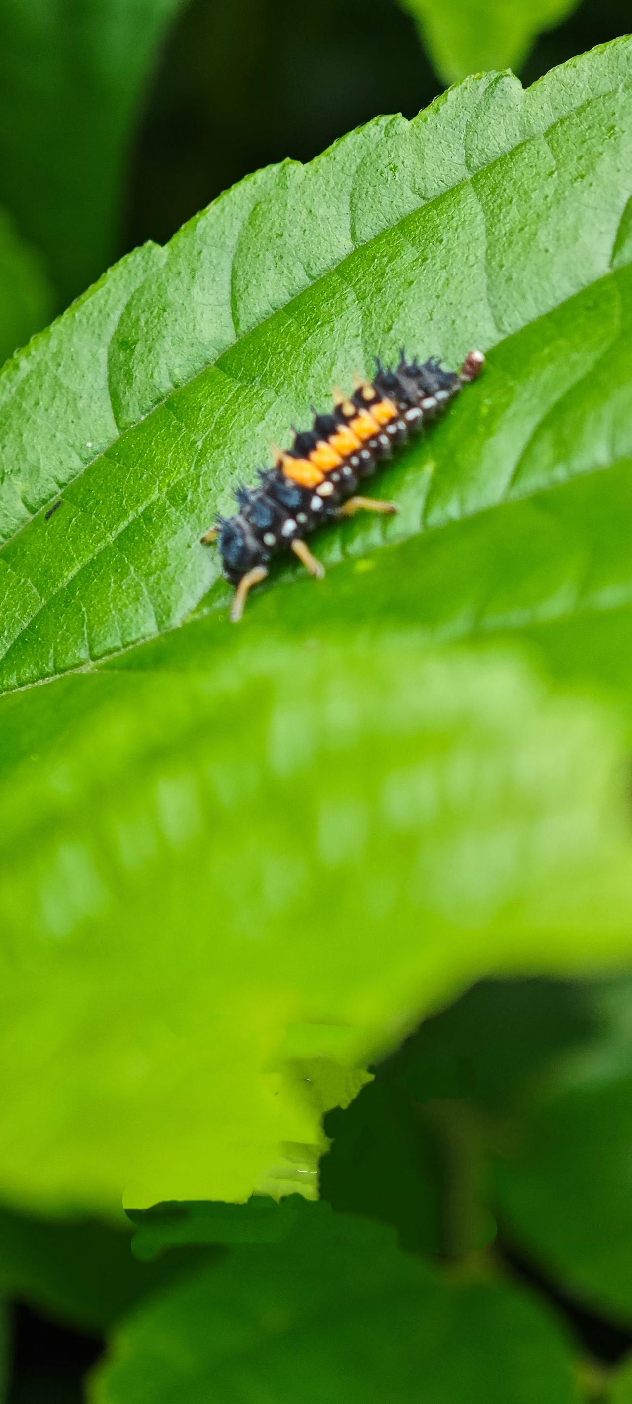 （原创）
一只小虫子
有点拍糊了