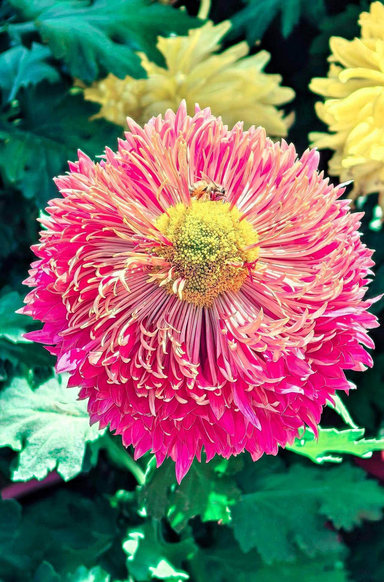 能否分享一下你拍摄的菊花照片