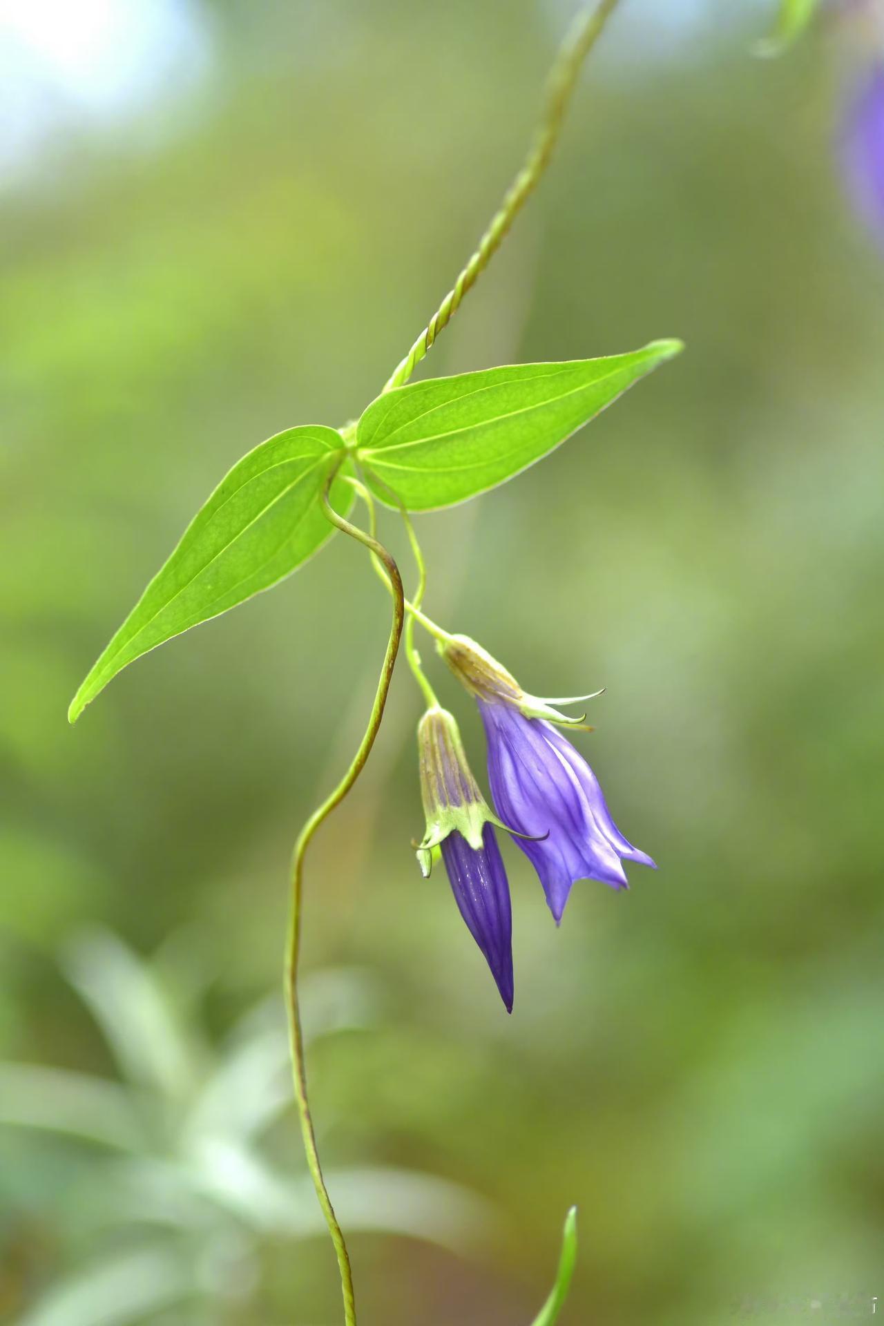 4月10日，云南苍山综合科学考察成果发布，这消息着实令人兴奋！

此次科考是40