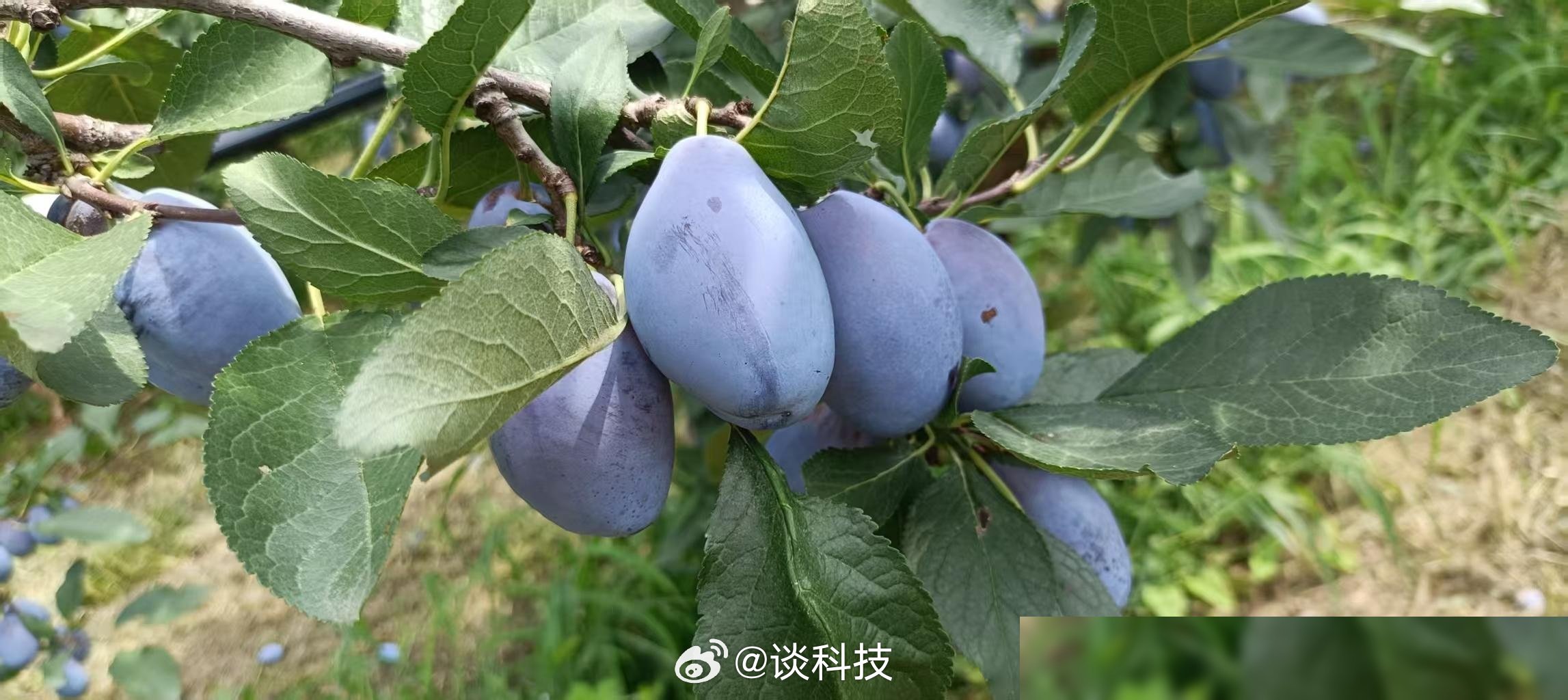 刚刷到这条热搜直接笑出声，画面感太强了：节目组一边给耳帝发消息“老师有空来现场坐