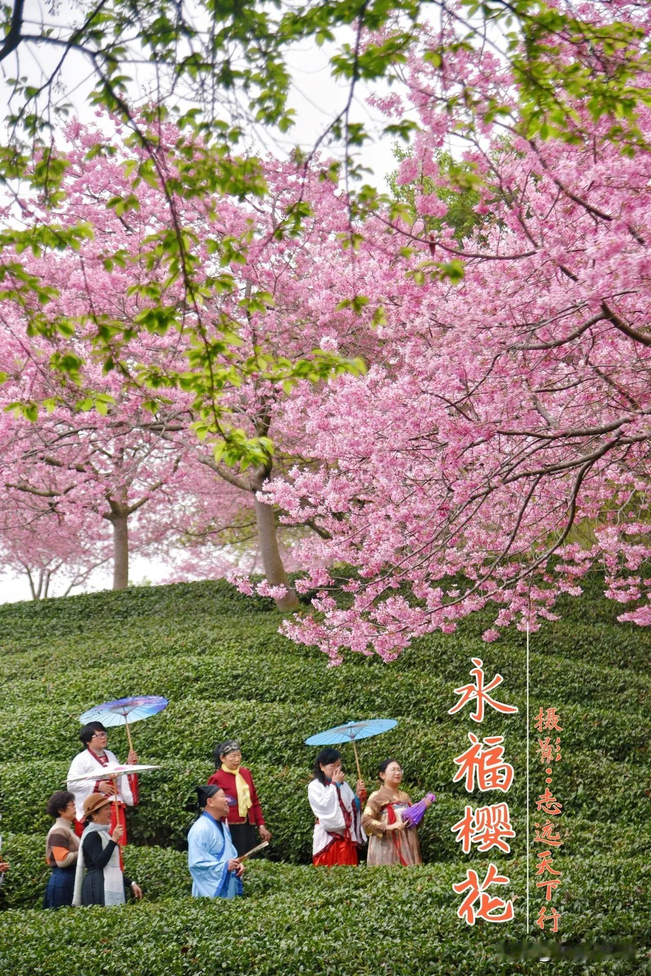 永福台品樱花茶园今日实拍（2025年3月9日）[爱慕]