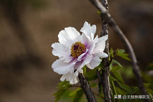 第一批聪明人已经堵在路上了