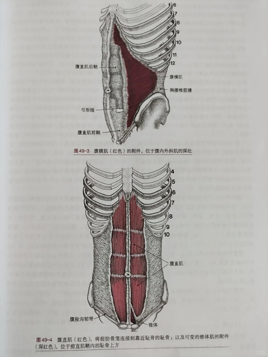 腹横肌，腹直肌，锥形肌相关位置