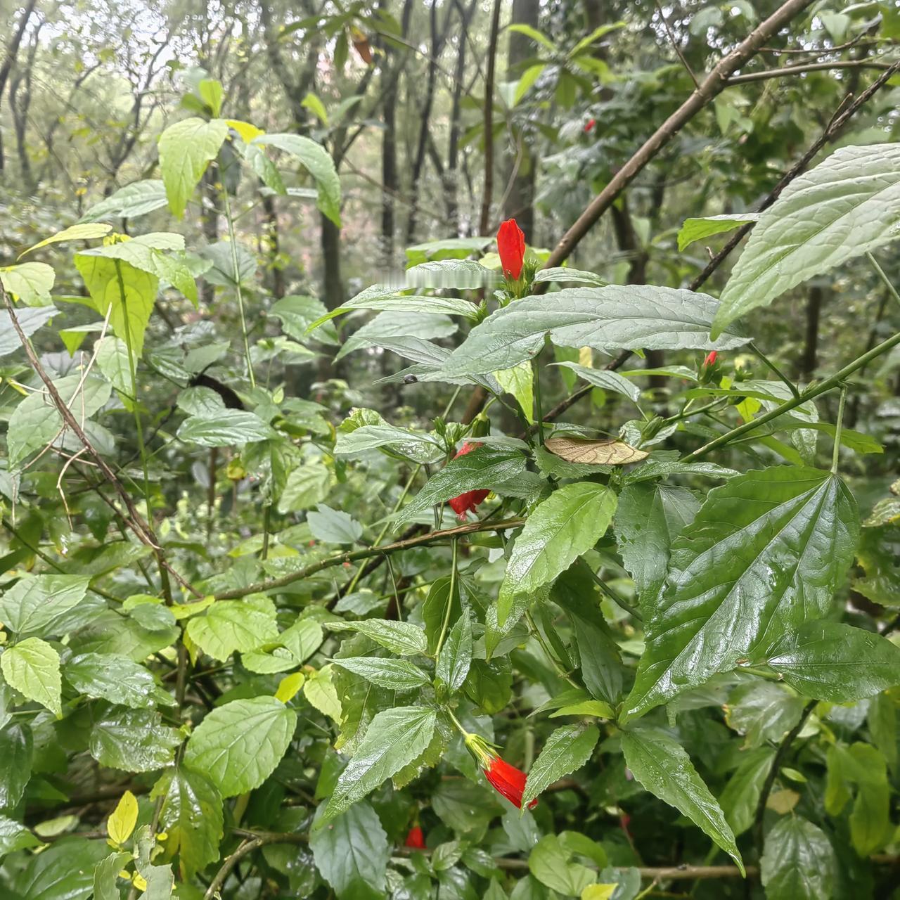 沉醉东风·《垂花悬铃花》

管他不是迎春，
花开依旧艳红。
笑天寒，
虽是冬。