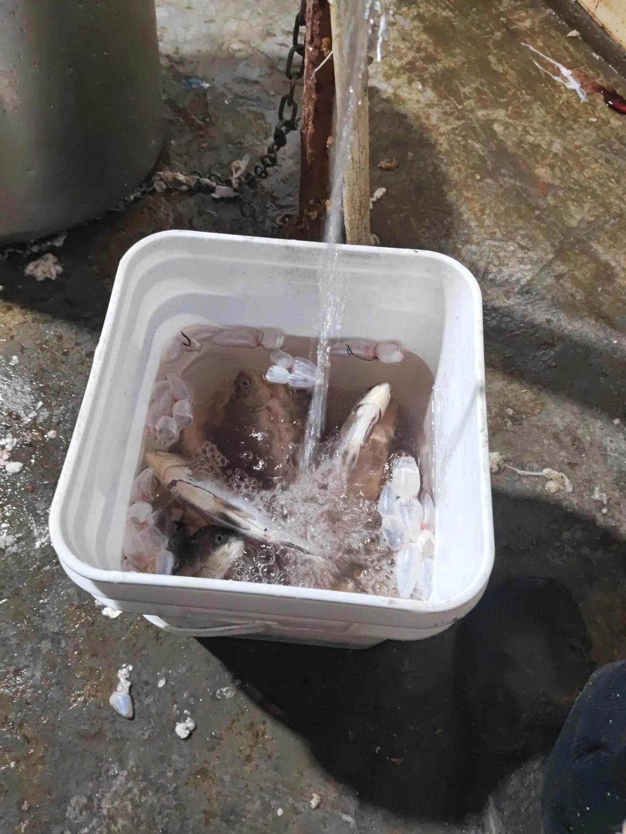 今天是个特别的日子，因为我第一次尝试了洗鱼这个“大工程”！

早晨的阳光透过窗户