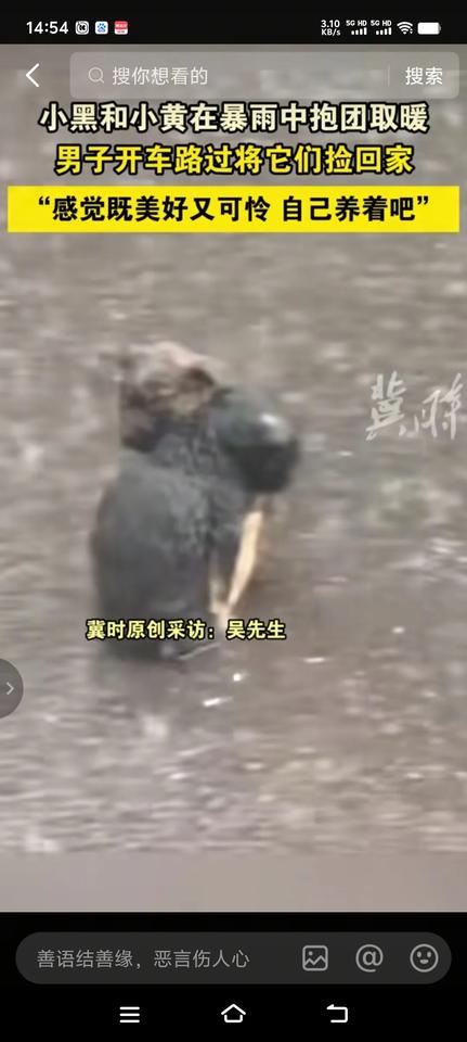 瓢泼大雨，在空无一人的马路上，两只小狗紧紧拥抱在一起。看了这感人的一幕，你还会觉