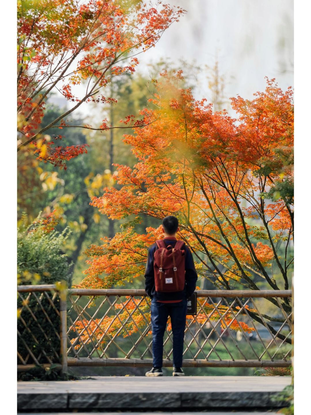 接下来的成都，是秋日旅行天花板，美如油画‼️