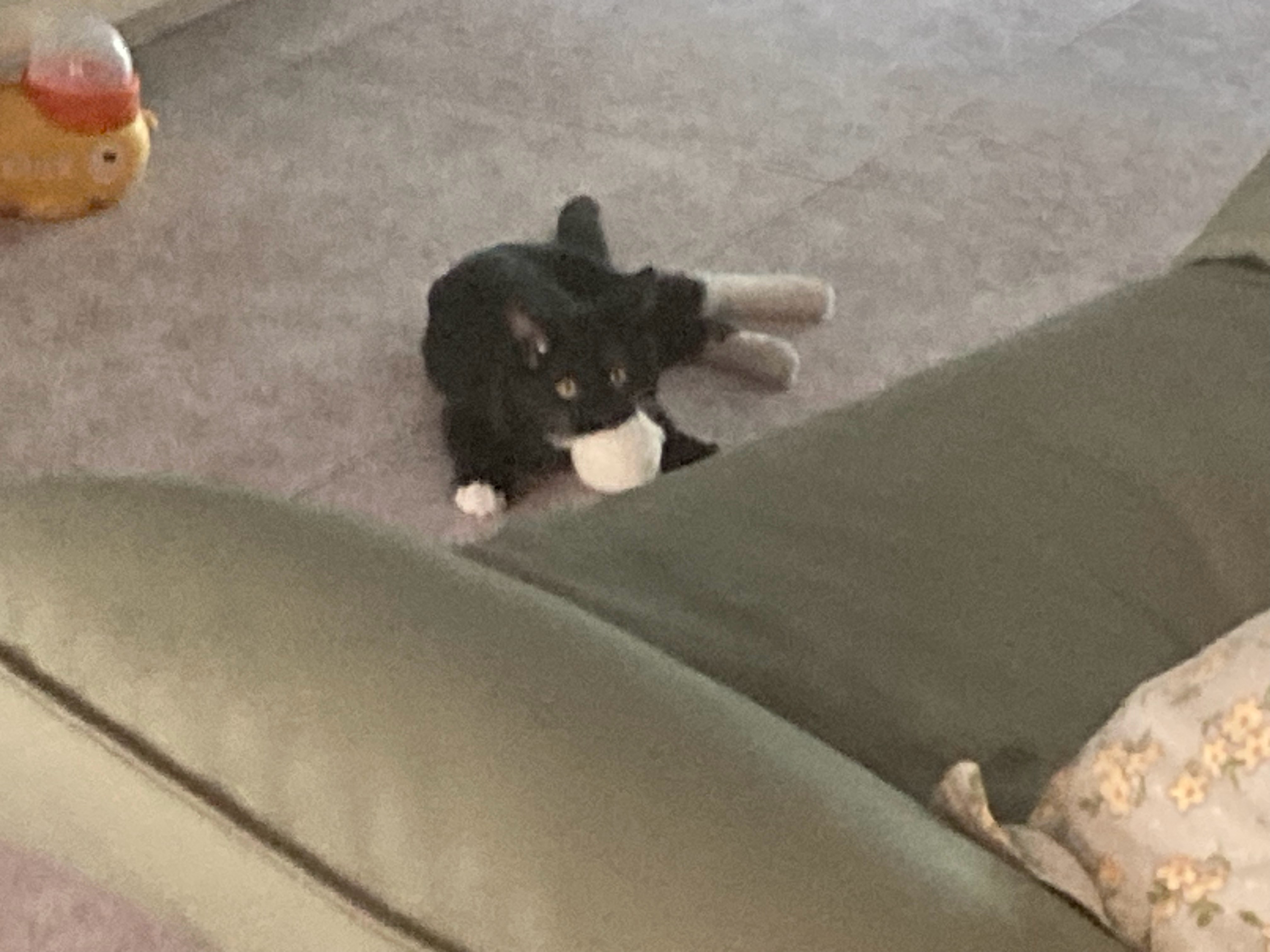 以前是对着逗猫棒低吼……现在是咬着羊毛球低吼