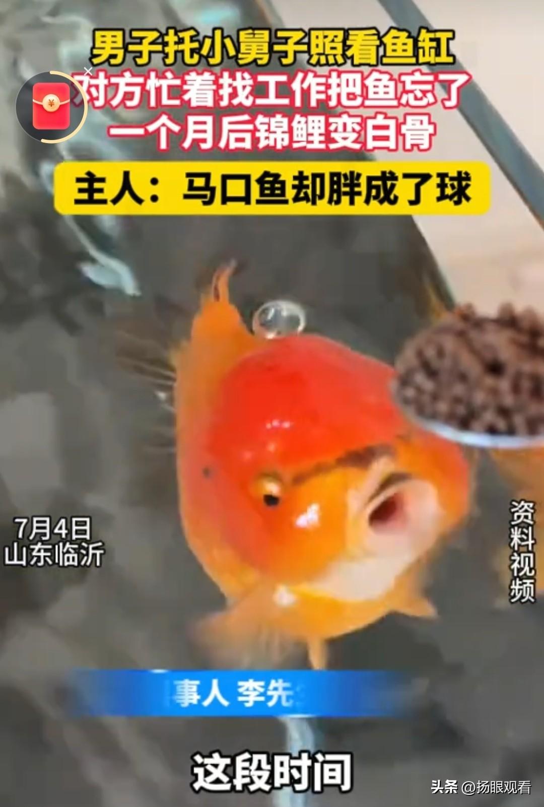 近日，山东临沂有位大哥真的哭笑不得，出门前特意托付小舅子帮忙照看鱼缸，万万没想到