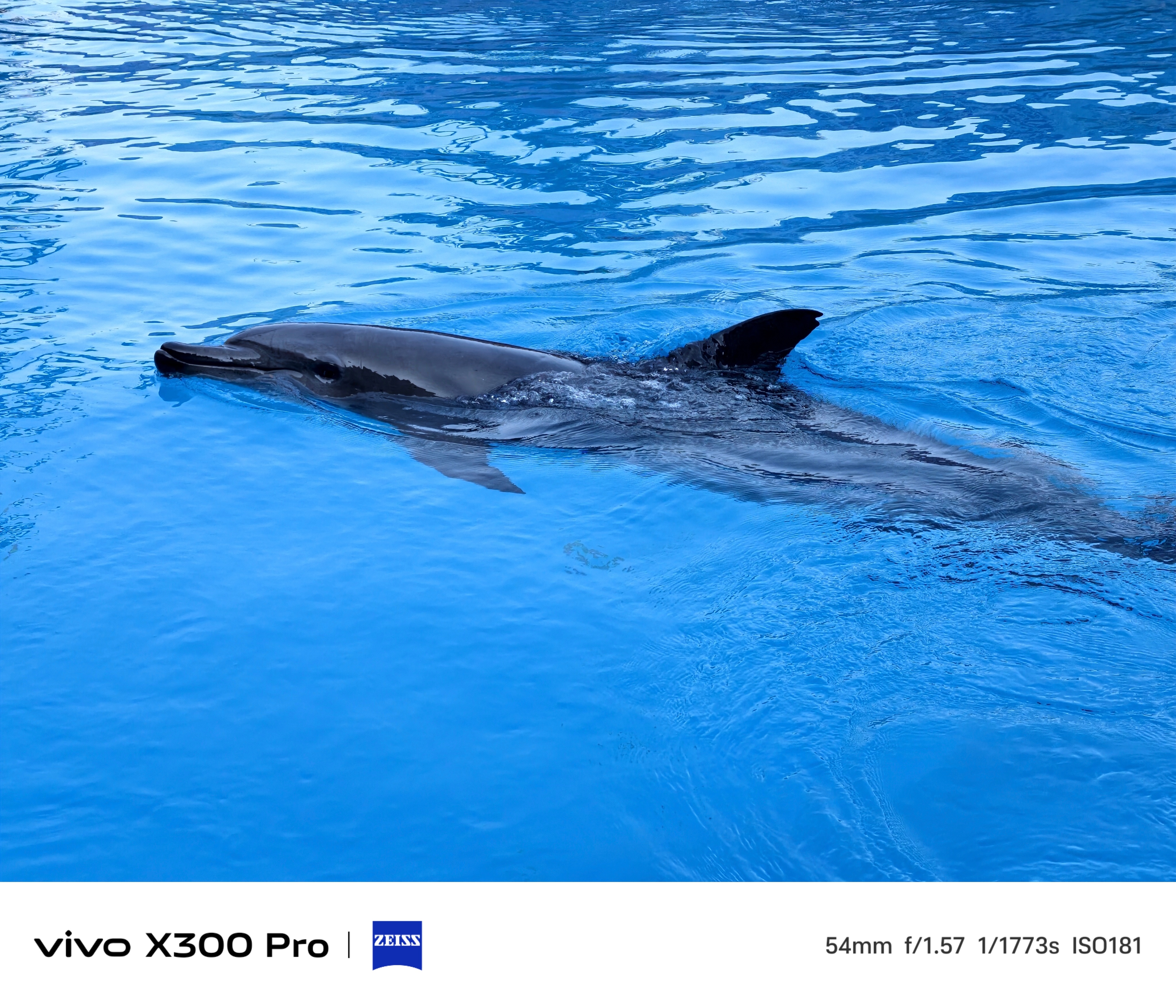 珠海长隆这酒店里居然都有海豚！那游乐园里就不看海豚了 珠海·珠海长隆横琴湾酒店