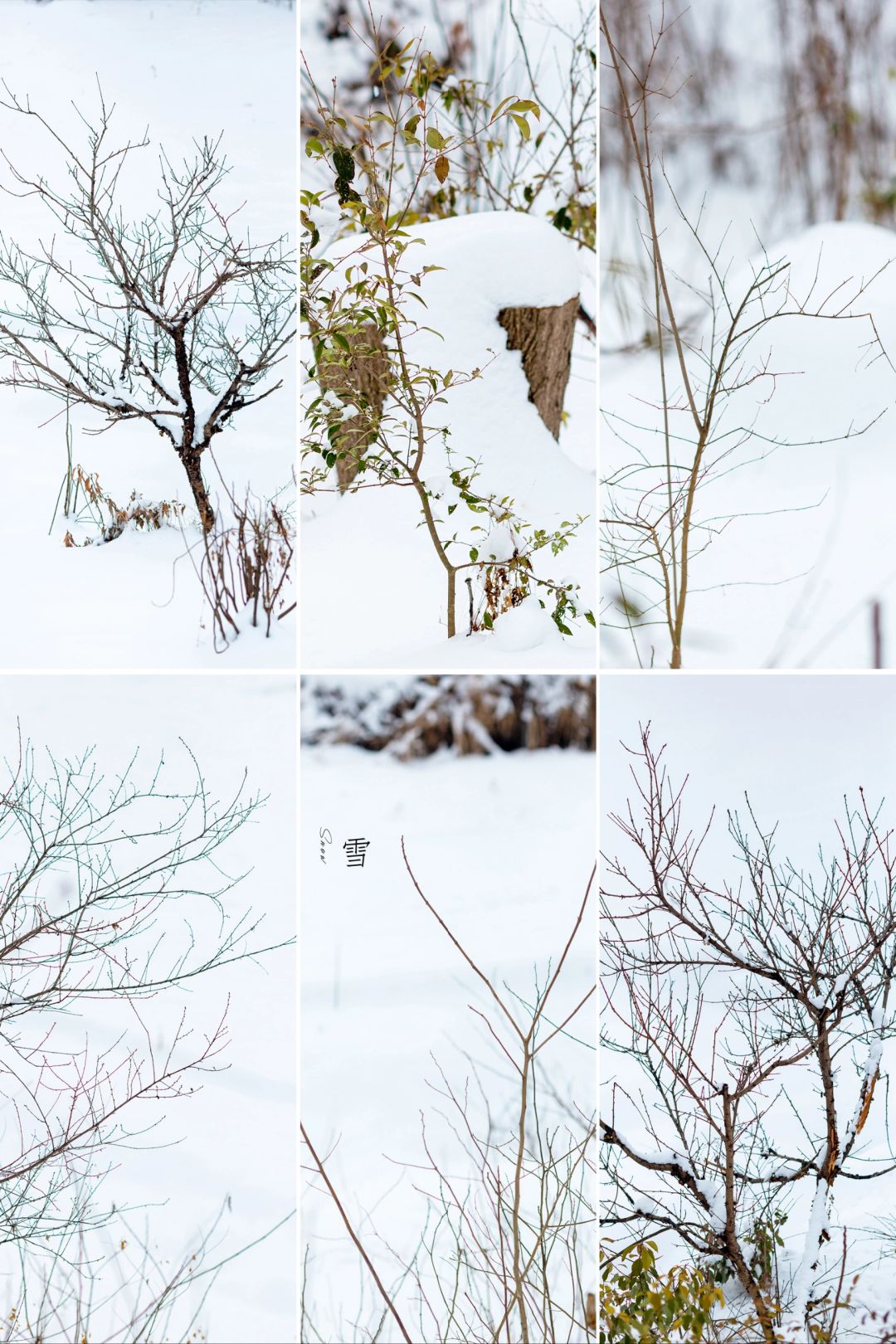 激动！雪后处处是美景！