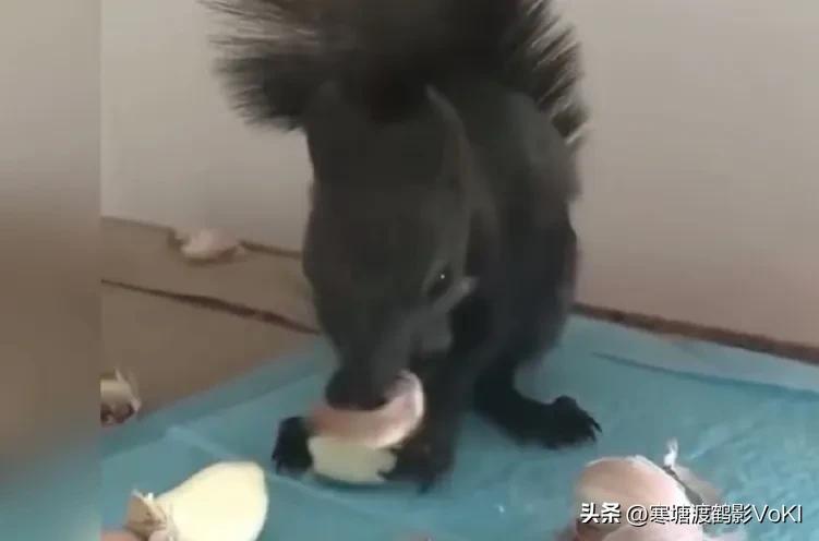 男子开了一家拉面馆每天需要大量蒜瓣，自从他投喂了一只小松鼠后，这只小松鼠每天吃饱