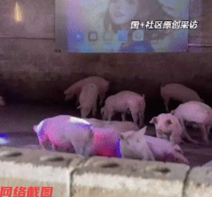 广西桂林有男子是名养猪户，突然想到给猪放音乐，没有想到效果奇好。

这是男子感觉